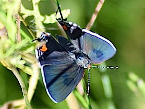 Gray Hairstreak Butterfly